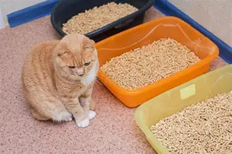 What If a Kitten Eats Tofu Cat Litter? A Practical Safety Guide